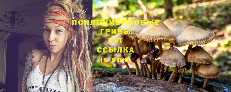 Псилоцибиновые грибы Psilocybine cubensis  Гай 