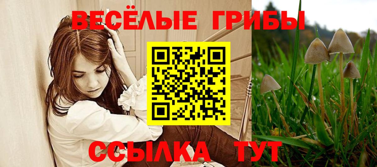Галлюциногенные грибы Psilocybe  Псилоцибиновые грибы GOLDEN TEACHER  Вход с VPN  Гай 